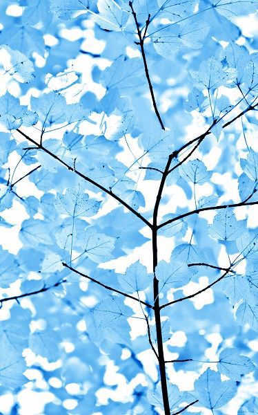 Schell, Jennie Marie 아티스트의 Blue Leaves 3작품입니다.