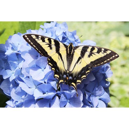 Schell, Jennie Marie 아티스트의 Butterfly on Flower작품입니다.