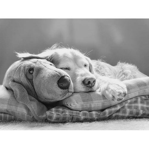 Schell, Jennie Marie 아티스트의 Dog Sleeping with Friend작품입니다.