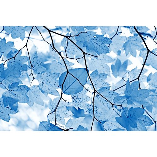 Schell, Jennie Marie 아티스트의 Blue Leaves 4작품입니다.