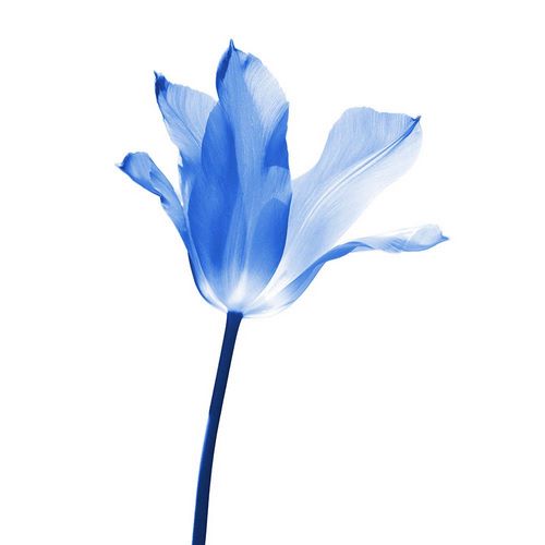 Schell, Jennie Marie 아티스트의 Blue Tulip Flower작품입니다.