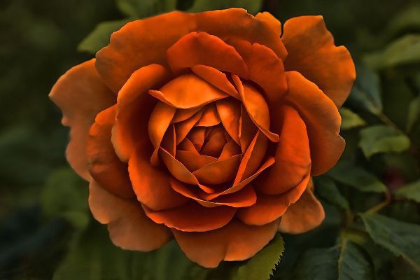 Schell, Jennie Marie 아티스트의 Rose Orange 8작품입니다.