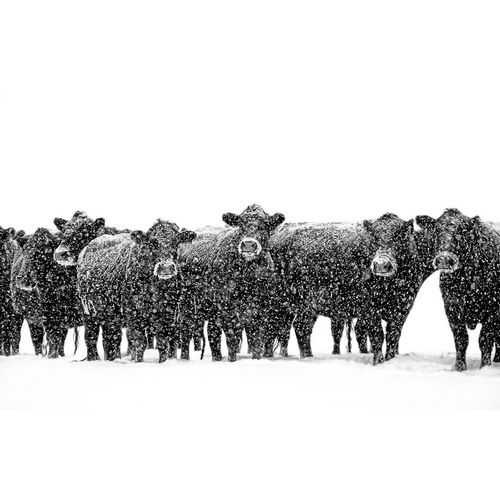Schell, Jennie Marie 아티스트의 Black Cattle in Snow 2작품입니다.