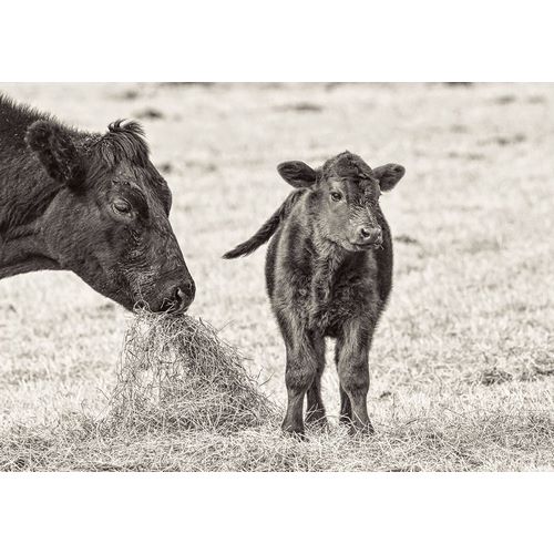 Schell, Jennie Marie 아티스트의 Cow and Calf Sepia작품입니다.