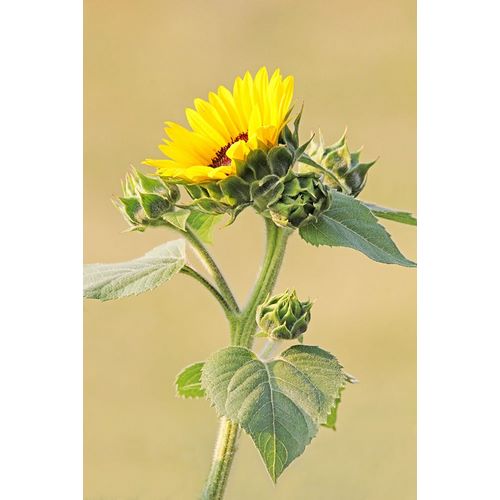 Schell, Jennie Marie 아티스트의 Sunflower작품입니다.
