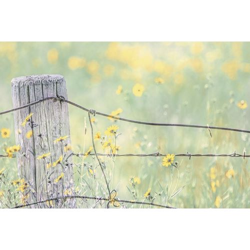 Schell, Jennie Marie 아티스트의 Wildflowers By Fence Post Color작품입니다.