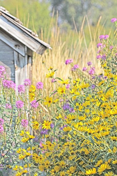 Schell, Jennie Marie 아티스트의 Wildflowers By Shack작품입니다.