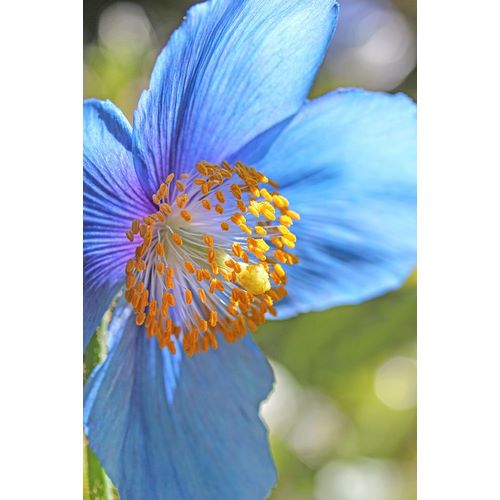 Schell, Jennie Marie 아티스트의 Blue Himalayan Poppy Flower작품입니다.