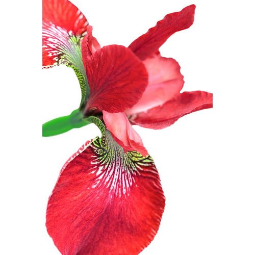 Schell, Jennie Marie 아티스트의 Iris Flower Red작품입니다.