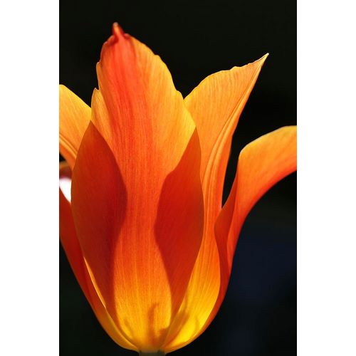 Schell, Jennie Marie 아티스트의 Orange Star Tulip Flower작품입니다.