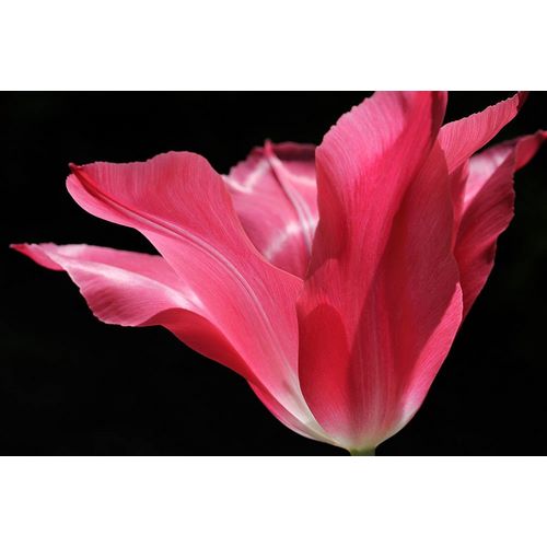 Schell, Jennie Marie 아티스트의 Pink Star Tulip Flower작품입니다.