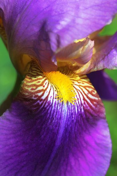 Schell, Jennie Marie 아티스트의 Purple Bearded Iris Flower작품입니다.