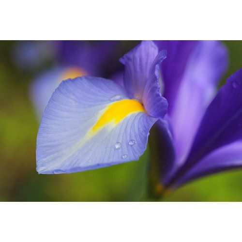 Schell, Jennie Marie 아티스트의 Purple Dutch Iris Flower작품입니다.