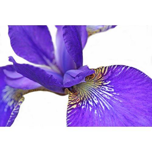 Schell, Jennie Marie 아티스트의 Purple Japanese Iris Flower작품입니다.