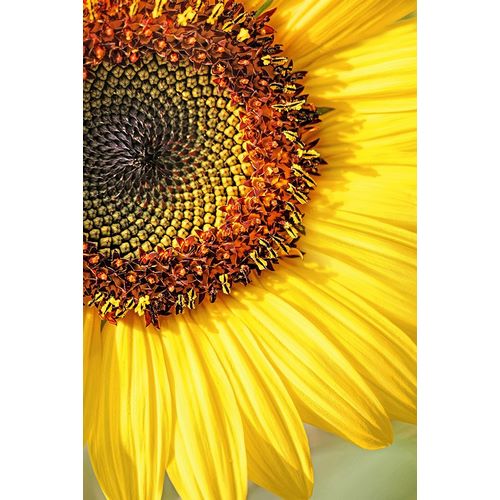 Schell, Jennie Marie 아티스트의 Sunflower Macro Flower작품입니다.