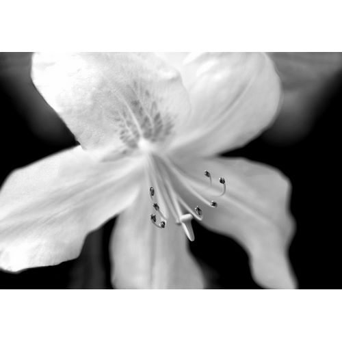 Schell, Jennie Marie 아티스트의 Azalea Flower Macro Black and White작품입니다.