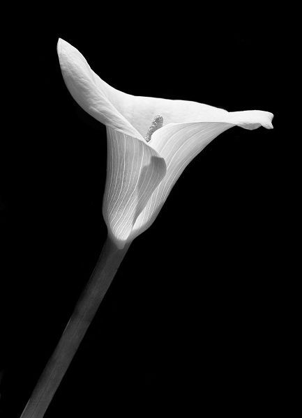 Schell, Jennie Marie 아티스트의 Calla Lily Flower Black and White 1작품입니다.