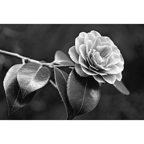 Schell, Jennie Marie 아티스트의 Camellia Flower Black and White작품입니다.
