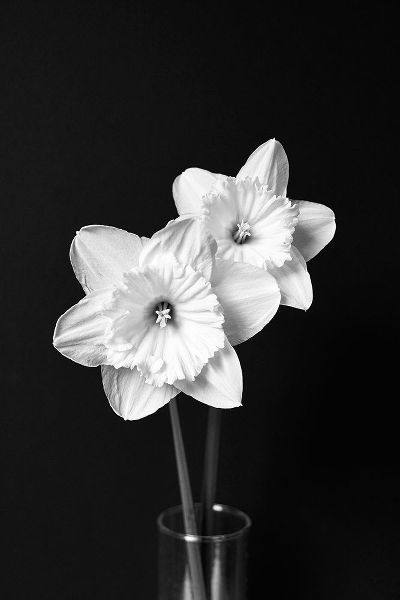 Schell, Jennie Marie 아티스트의 Daffodil Flowers Still Life Black and White작품입니다.