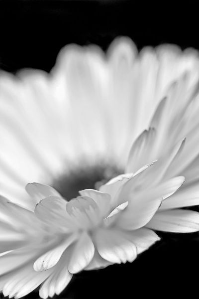 Schell, Jennie Marie 아티스트의 Daisy Flower Macro Black and White 2작품입니다.