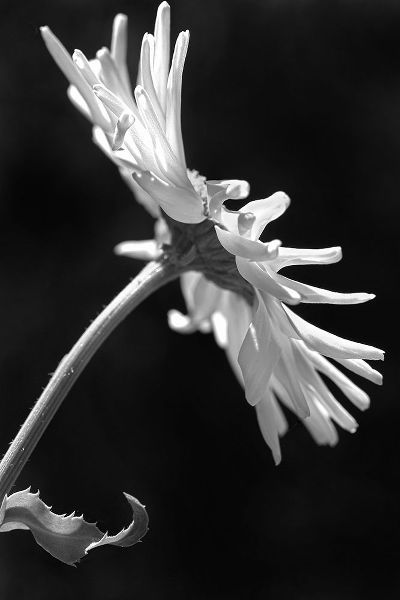 Schell, Jennie Marie 아티스트의 Daisy Flower Macro Black and White 3작품입니다.