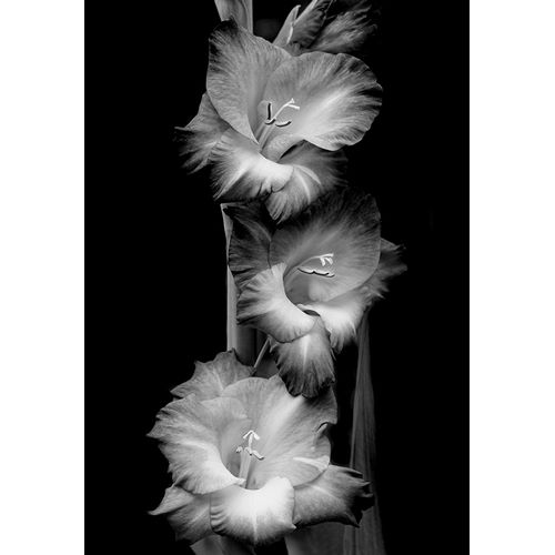 Schell, Jennie Marie 아티스트의 Gladiola Flowers Black and White작품입니다.