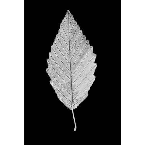 Schell, Jennie Marie 아티스트의 Leaf Black and White 2작품입니다.