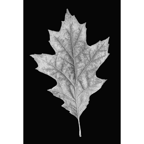 Schell, Jennie Marie 아티스트의 Leaf Black and White 3작품입니다.