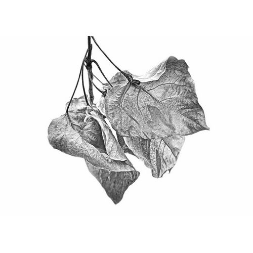 Schell, Jennie Marie 아티스트의 Leaves Dried Black and White작품입니다.