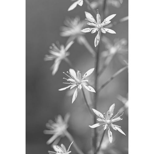 Schell, Jennie Marie 아티스트의 Little Wildflowers Macro Black and White작품입니다.