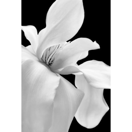 Schell, Jennie Marie 아티스트의 Magnolia Flower Macro Black and White 1작품입니다.