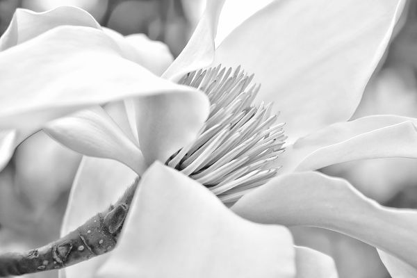 Schell, Jennie Marie 아티스트의 Magnolia Flower Macro Black and White 2작품입니다.