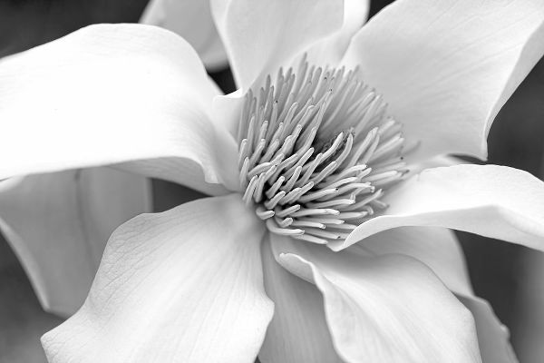 Schell, Jennie Marie 아티스트의 Magnolia Flower Macro Black and White 3작품입니다.
