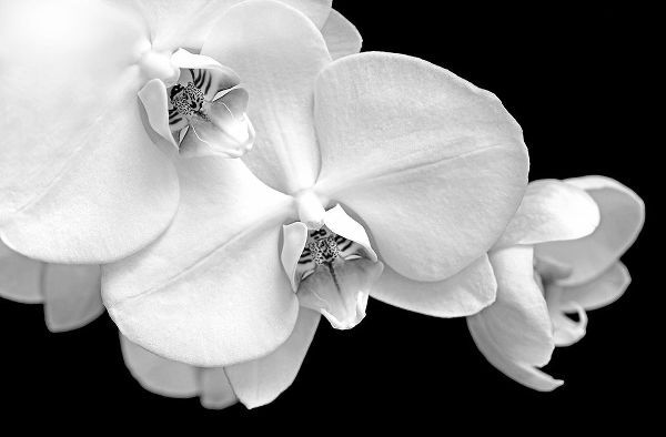 Schell, Jennie Marie 아티스트의 Orchid Flowers Macro Black and White작품입니다.