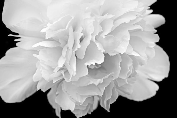 Schell, Jennie Marie 아티스트의 Peony Flower Macro Black and White작품입니다.