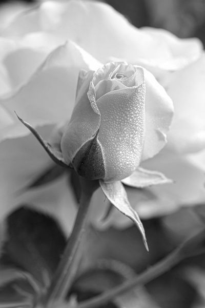 Schell, Jennie Marie 아티스트의 Rose Bud Flower Black and White작품입니다.