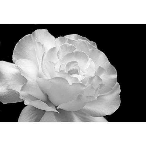 Schell, Jennie Marie 아티스트의 Rose Flower Macro Black and White 1작품입니다.