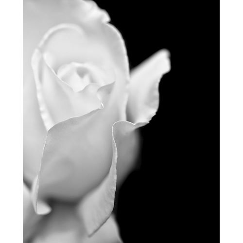 Schell, Jennie Marie 아티스트의 Rose Flower Macro Black and White 2작품입니다.