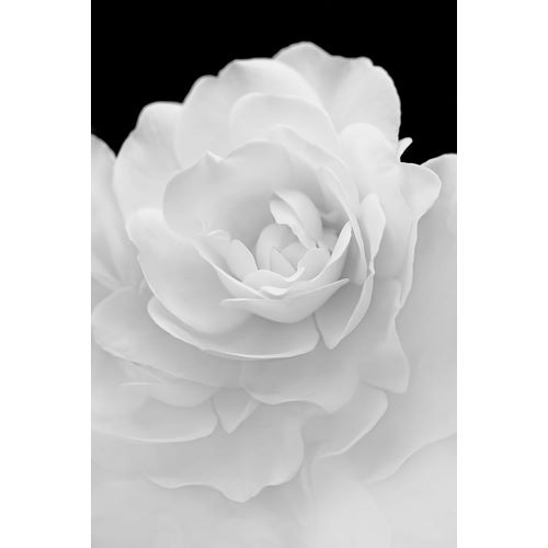 Schell, Jennie Marie 아티스트의 Rose Flower Macro Black and White 4작품입니다.