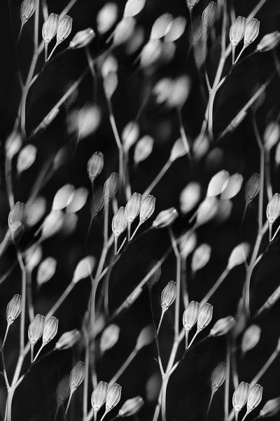 Schell, Jennie Marie 아티스트의 Seed Pods Abstract Black and White작품입니다.