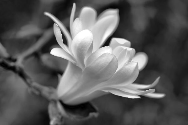 Schell, Jennie Marie 아티스트의 Star Magnolia Flower Macro Black and White작품입니다.