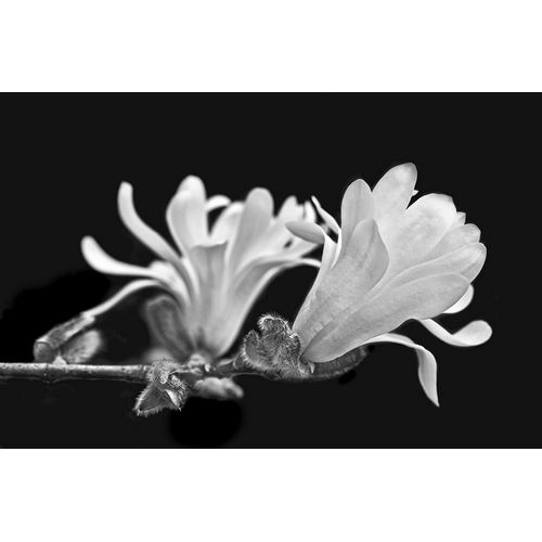 Schell, Jennie Marie 아티스트의 Star Magnolia Flowers Black and White작품입니다.