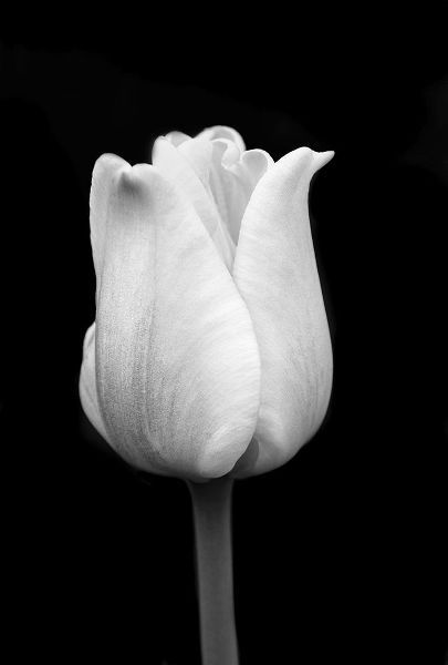 Schell, Jennie Marie 아티스트의 Tulip Flower Macro Black and White 1작품입니다.