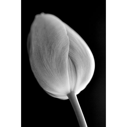 Schell, Jennie Marie 아티스트의 Tulip Flower Macro Black and White 2작품입니다.
