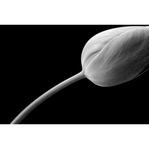 Schell, Jennie Marie 아티스트의 Tulip Flower Macro Black and White 3작품입니다.