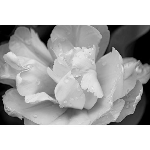 Schell, Jennie Marie 아티스트의 Tulip Flower Macro Black and White 4작품입니다.