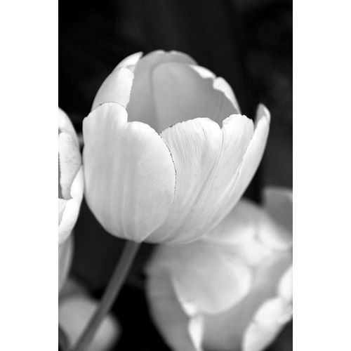 Schell, Jennie Marie 아티스트의 Tulip Flowers Black and White 1작품입니다.