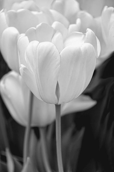 Schell, Jennie Marie 아티스트의 Tulip Flowers Black and White 2작품입니다.