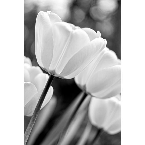 Schell, Jennie Marie 아티스트의 Tulip Flowers Black and White 3작품입니다.