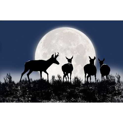 Schell, Jennie Marie 아티스트의 Antelope Pronghorn Silhouettes and Moon작품입니다.